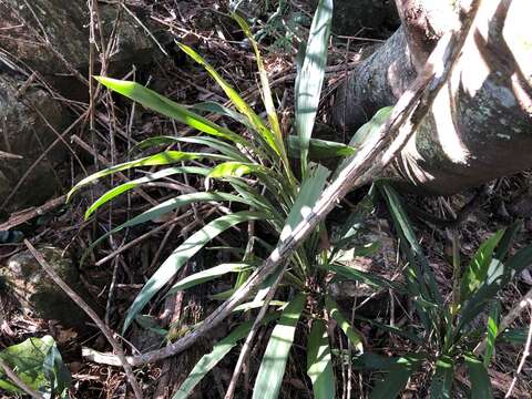 Imagem de Cordyline stricta (Sims) Endl.