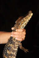 Image of Schneider's Smooth-fronted Caiman