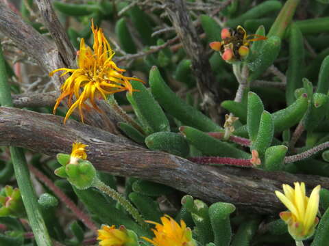 Imagem de Drosanthemum flavum (Haw.) Schwant.