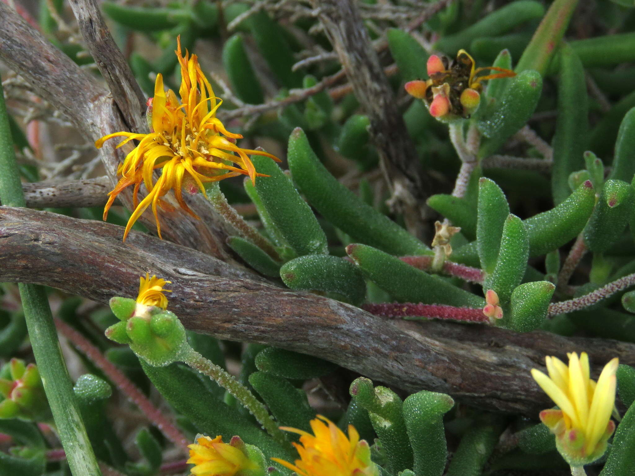 Imagem de Drosanthemum flavum (Haw.) Schwant.