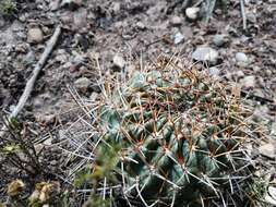 Echinopsis backebergii Werderm. resmi