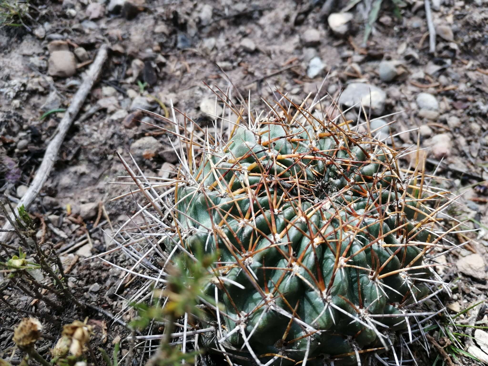 Echinopsis backebergii Werderm. resmi