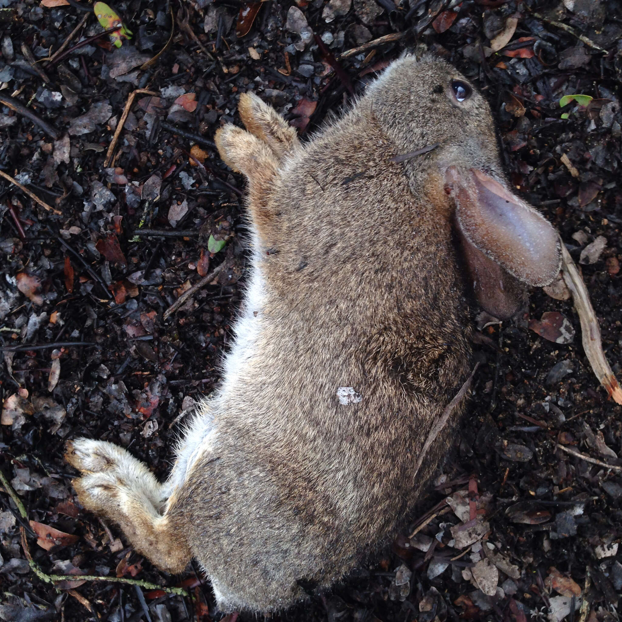 Image of Brush Rabbit