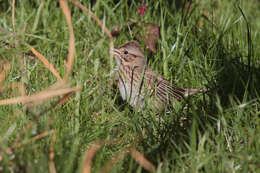 Image of Melospiza Baird & SF 1858