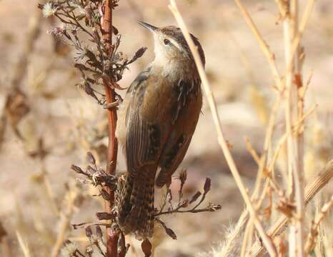 Image of Western Marsh Wren