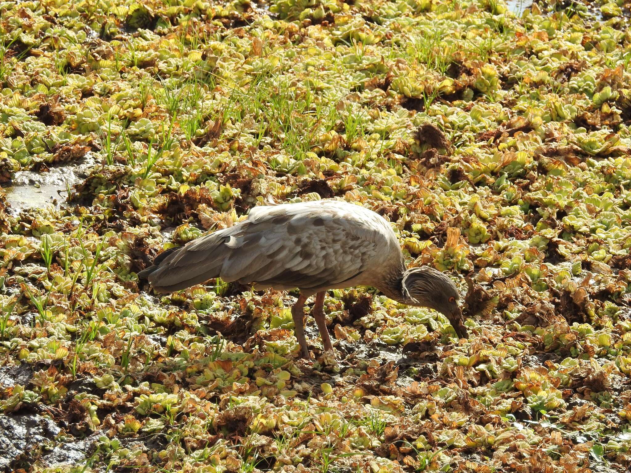 Image of Plumbeous Ibis