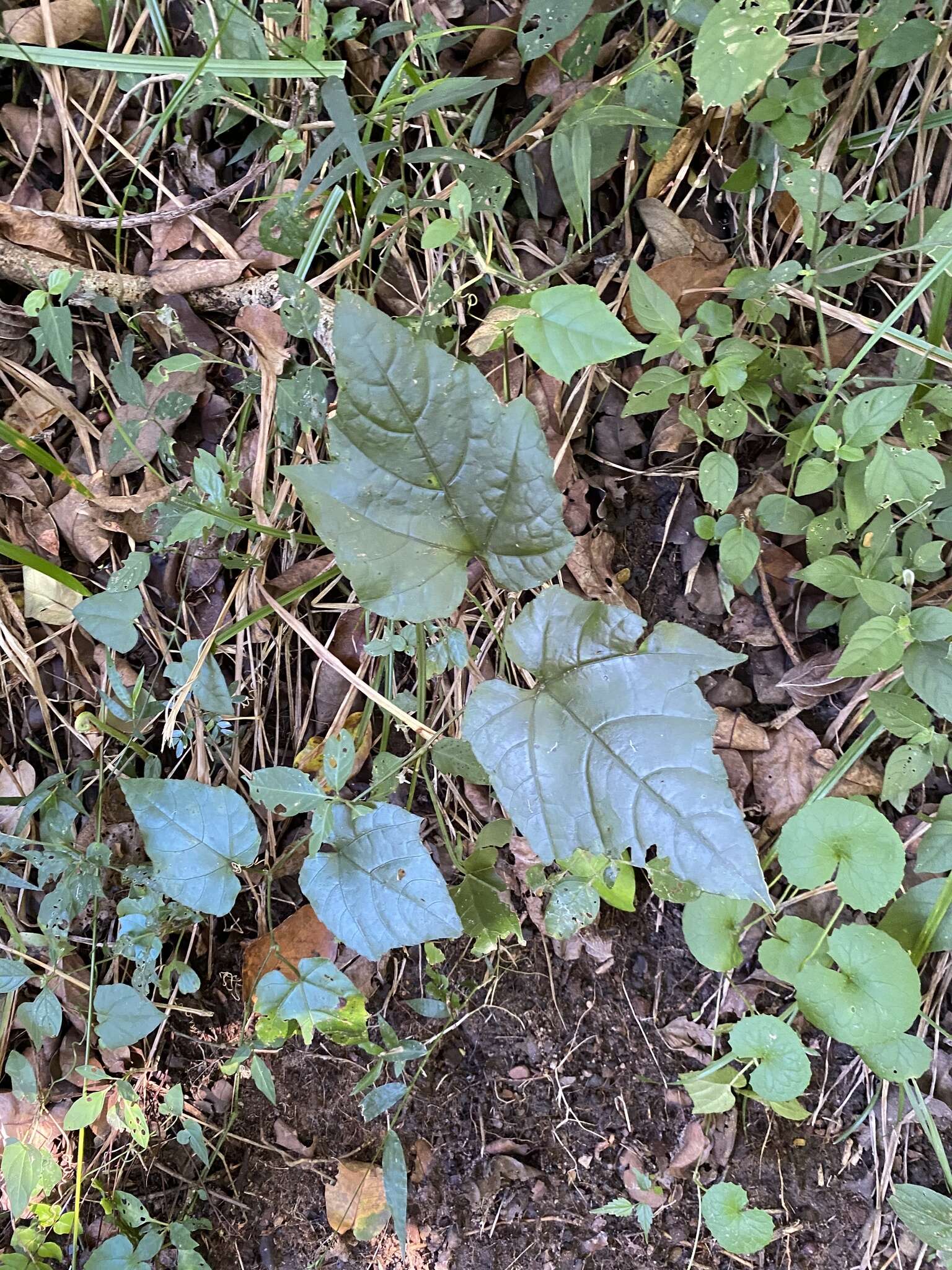 Image of Cissus fragilis E. Mey.