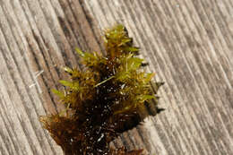 Image of giant calliergon moss