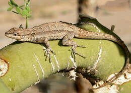 Image of Urosaurus ornatus symmetricus (Baird 1858)