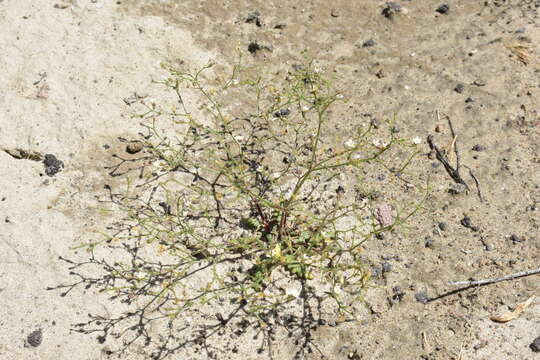 Image of sand gilia