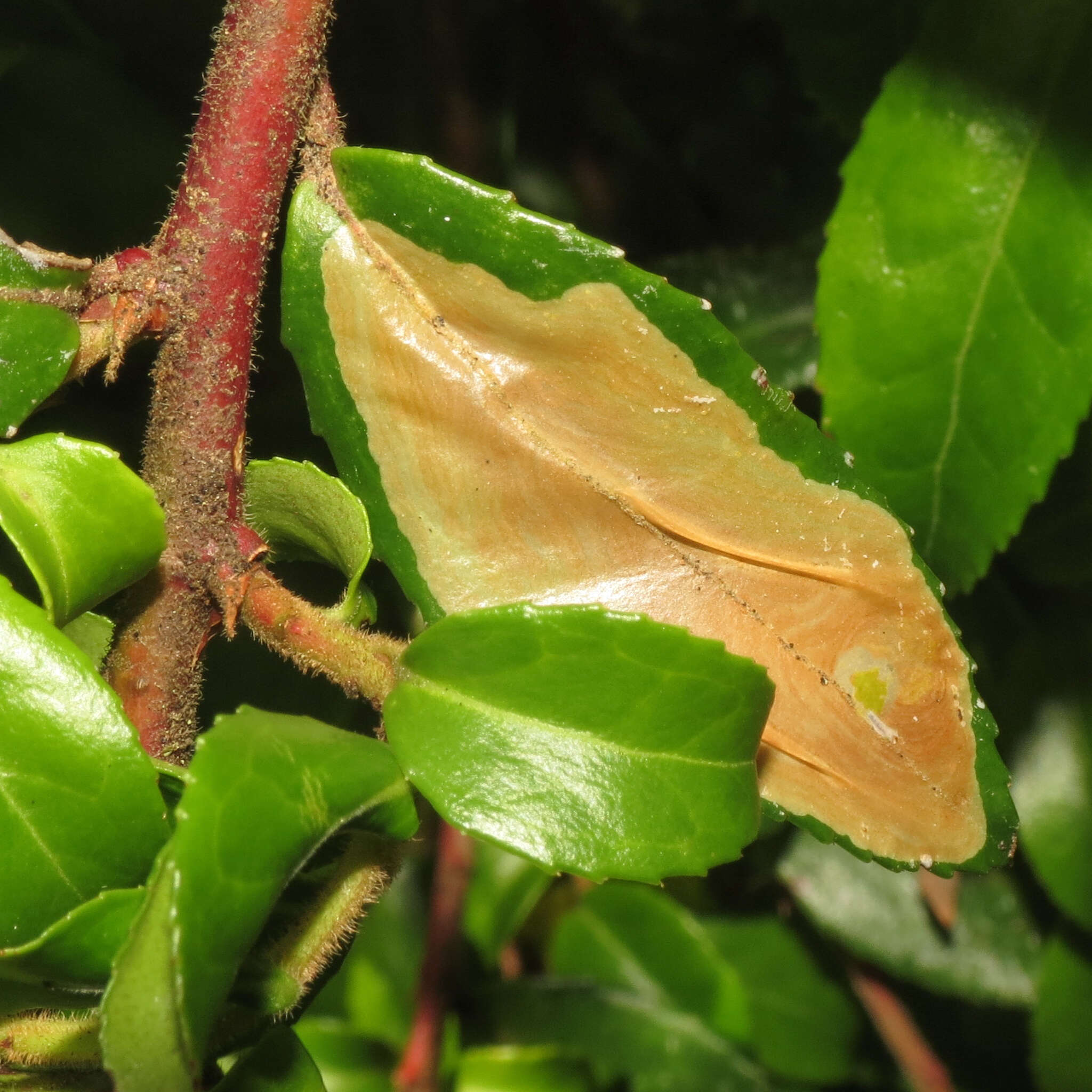 Image of Cameraria nemoris (Walsingham 1889)