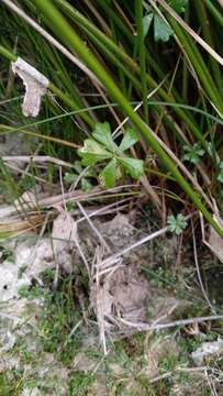 Imagem de Hydrocotyle muscosa R. Br. ex A. Rich.