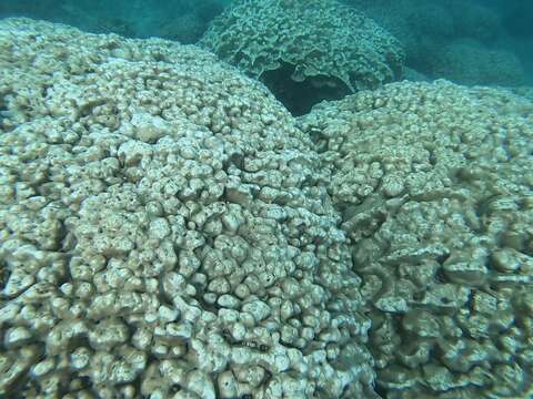 Image of Pavona coral