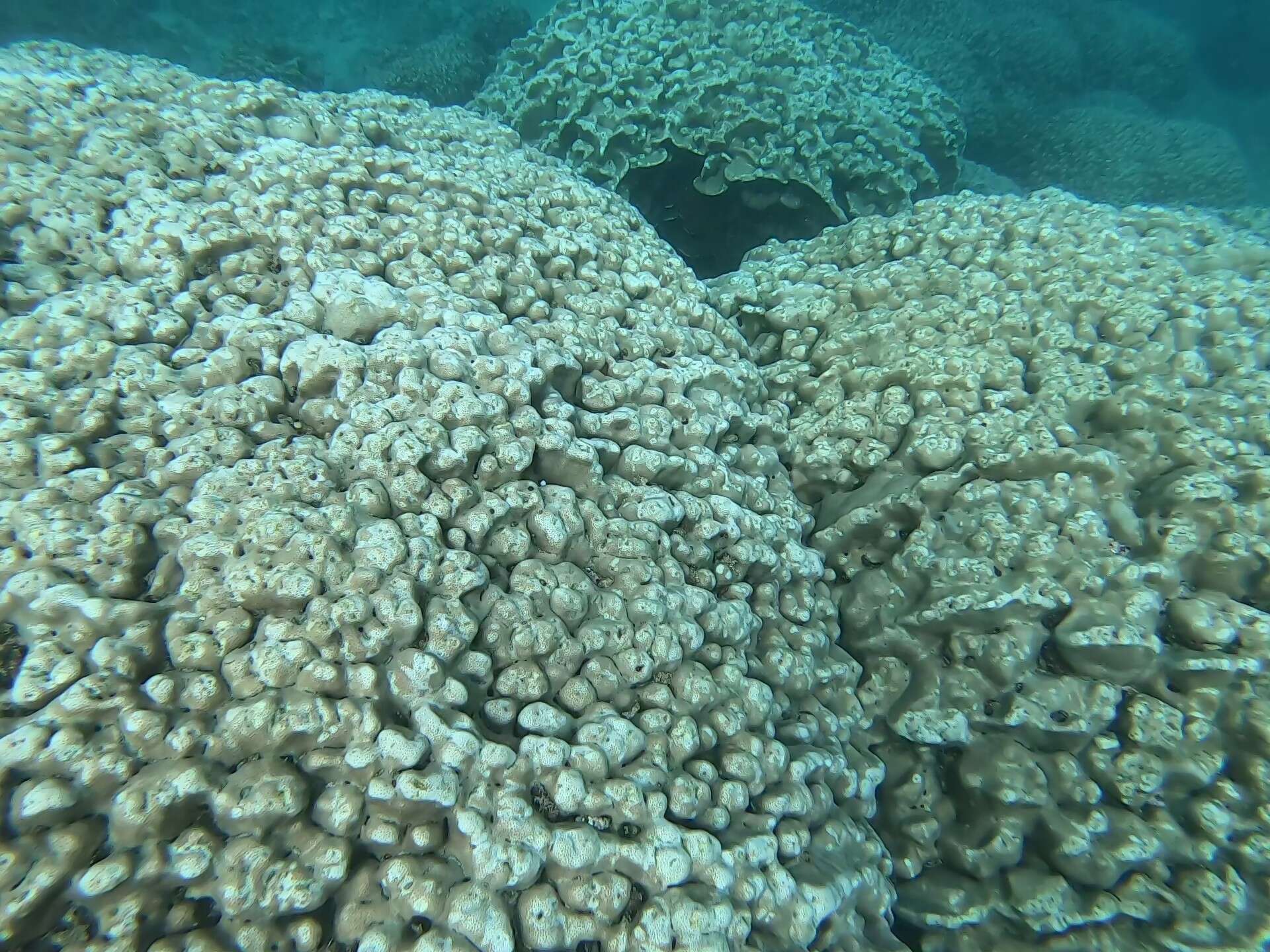 Image of Pavona coral