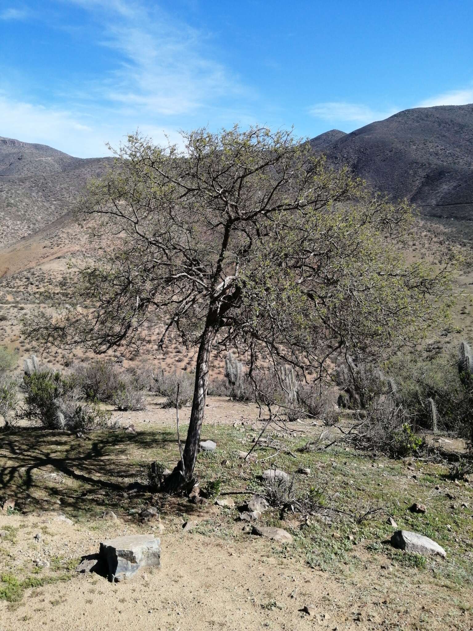 Image de Cordia decandra Hook. & Arn.