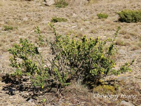 Image of Berberis morrisonensis Hayata