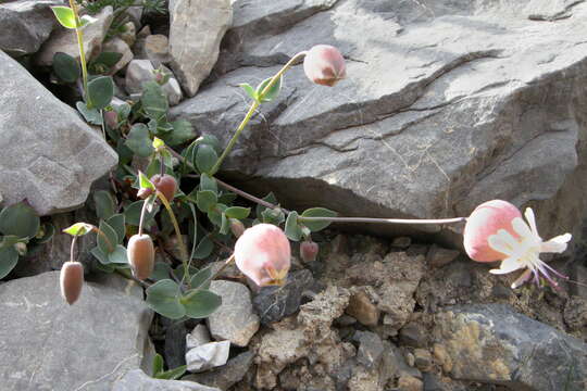 Image of Silene vulgaris subsp. prostrata (Gaudin) Schinz & Thell.