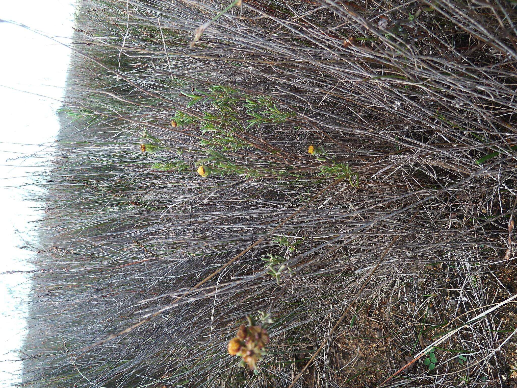 Imagem de Marasmodes defoliata S. Ortiz