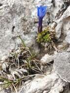 Image of Gentiana terglouensis subsp. terglouensis