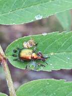 Image of poplar leaf-rolling weevil