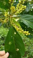 Image of Claoxylon carolinianum Pax & K. Hoffm.