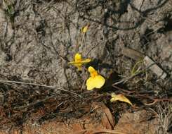 Image of Utricularia prehensilis E. Mey.