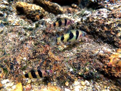 Image of Black ruby barb