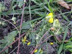 Image of Potentilla conferta Bunge