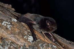 Image of Gould's Wattled Bat