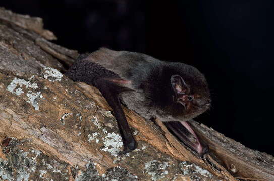 Image of Gould's Wattled Bat