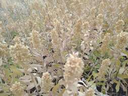 Image of baby goldenrod