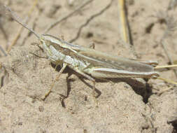 Cordillacris occipitalis (Thomas & C. 1873)的圖片