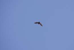 Image of Marianas Flying Fox