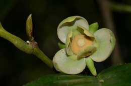 Imagem de Guatteria rostrata Erkens & Maas