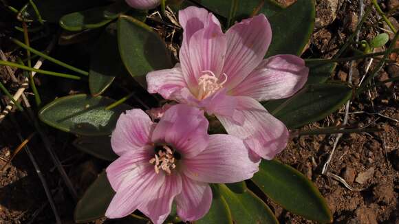 Image of shortsepal lewisia