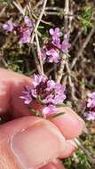 Thymus willdenowii Boiss. resmi