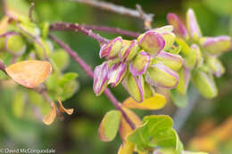 Image of myrtle-leaf milkwort