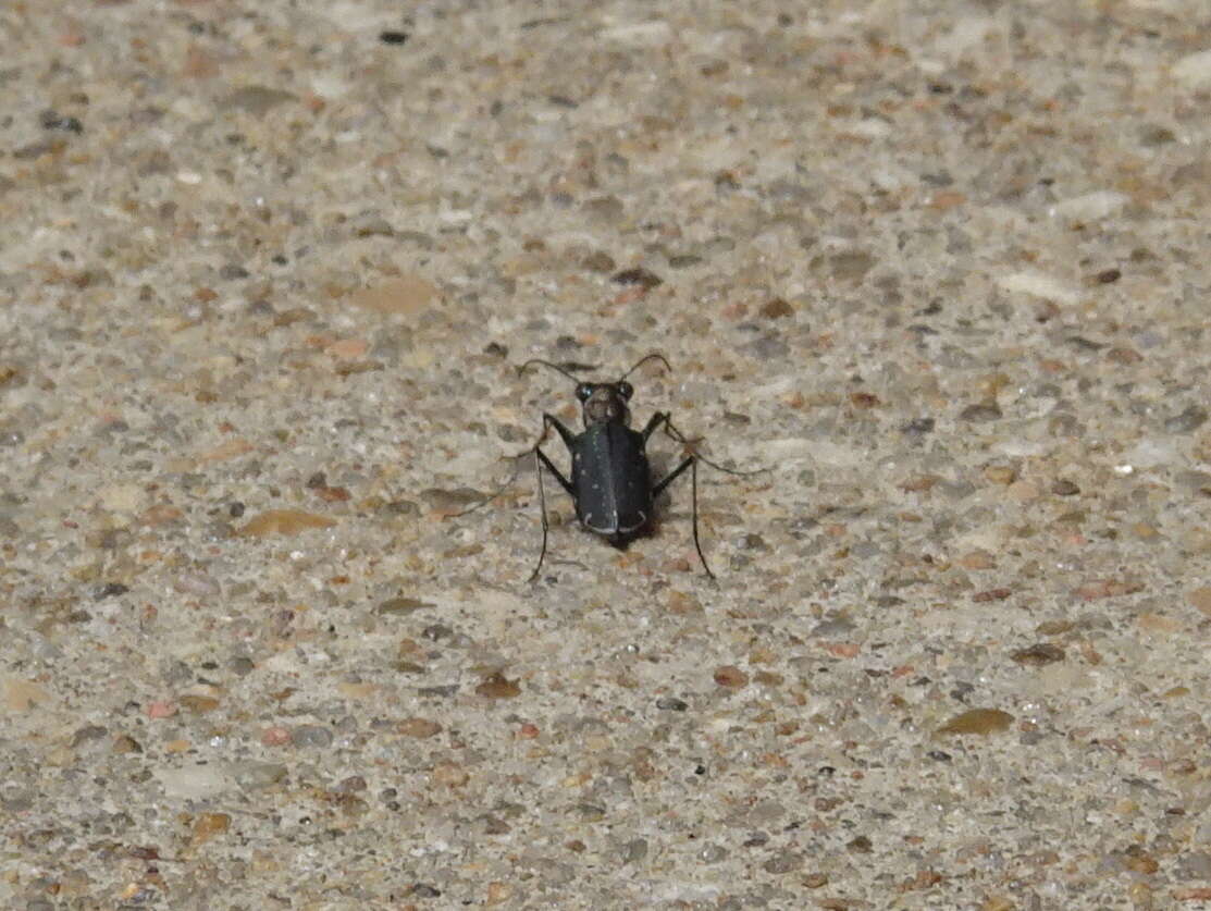 Plancia ëd Cicindela (Cicindelidia) punctulata punctulata A. G. Olivier 1790