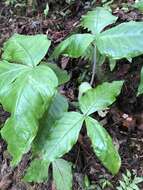 Arisaema ringens (Thunb.) Schott的圖片