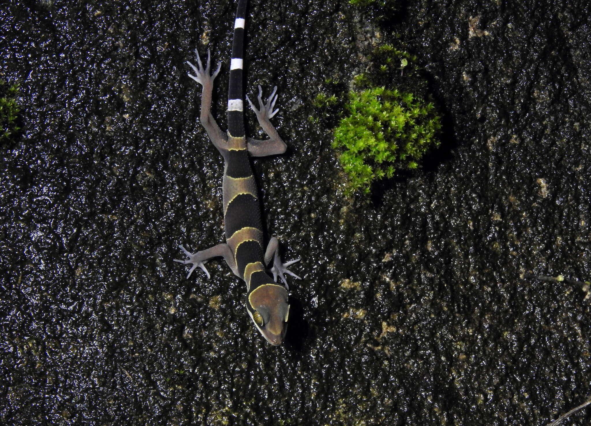 Слика од Cyrtodactylus australotitiwangsaensis Grismer, Wood Jr, Quah, Anuar, Muin, Sumontha, Ahmad, Bauer, Wangkulangkul, Grismer & Pauwels 2012