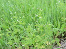 Image of hairyfruit chervil