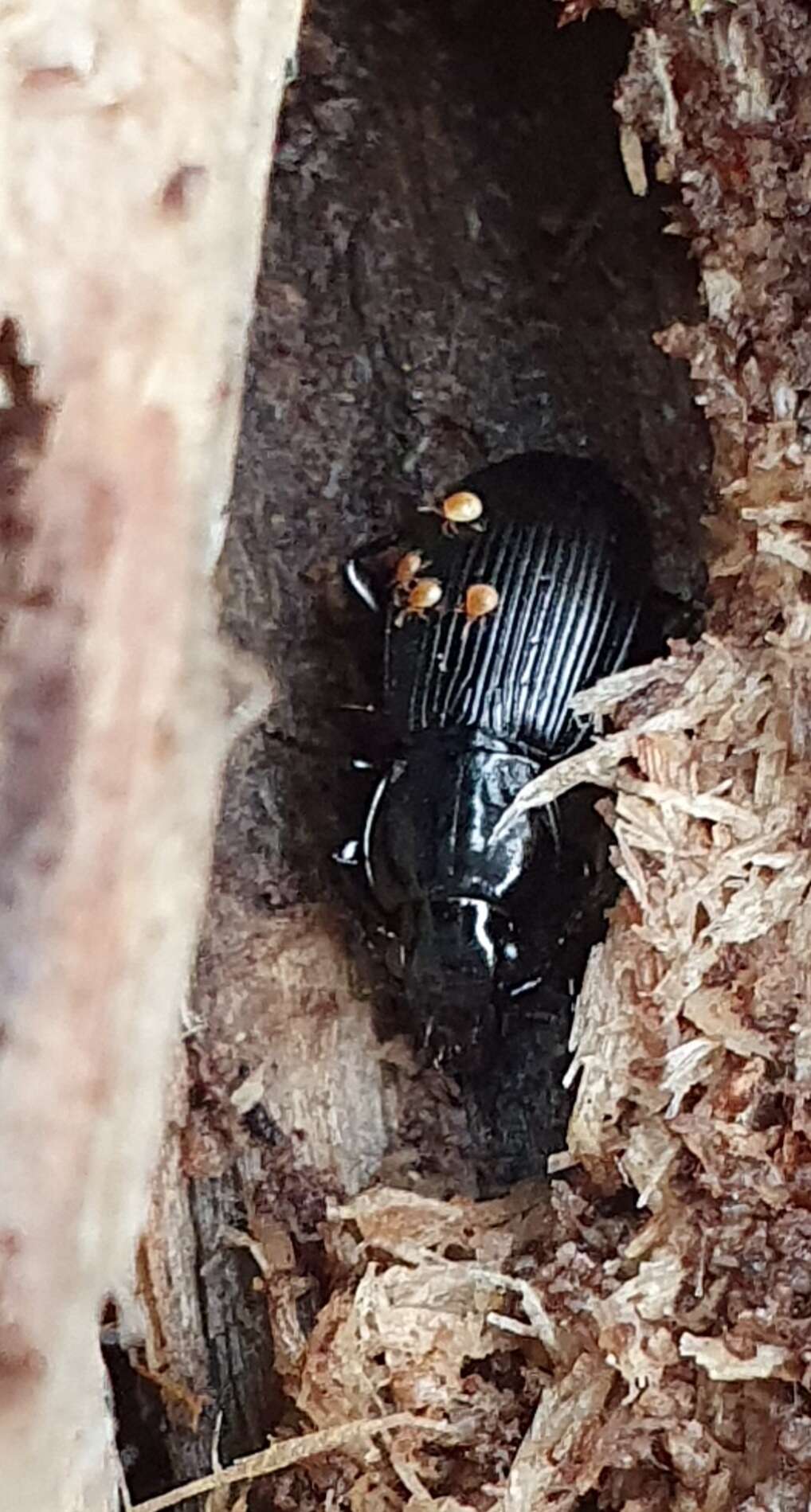 Image of Pterostichus (Eosteropus) aethiops (Panzer 1796)