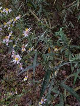 Image of white panicle aster