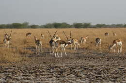 Image de Antilope Pallas 1766