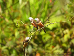 Image of Grey-banded Mannikin