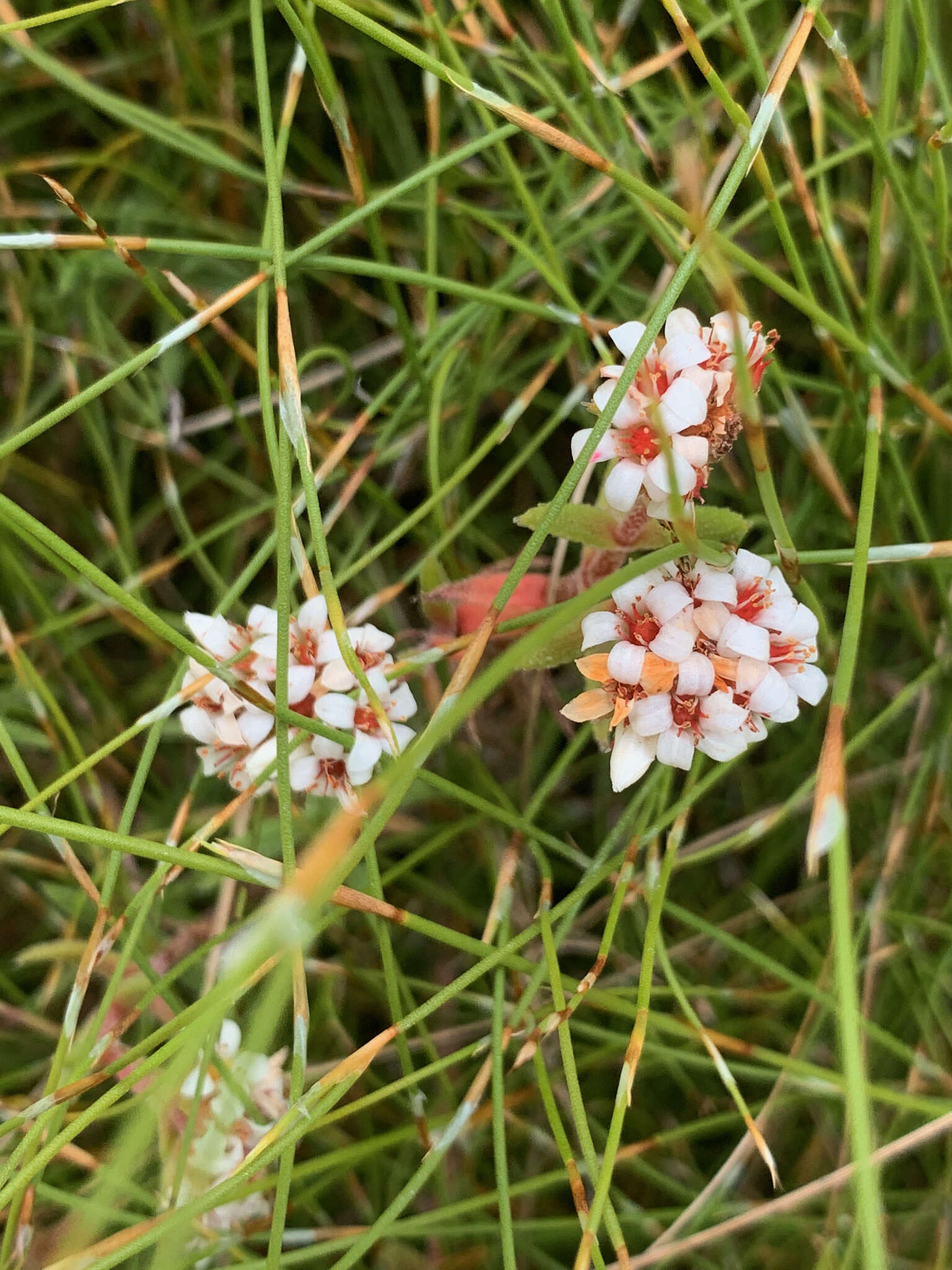 Image of Crassula pruinosa L.