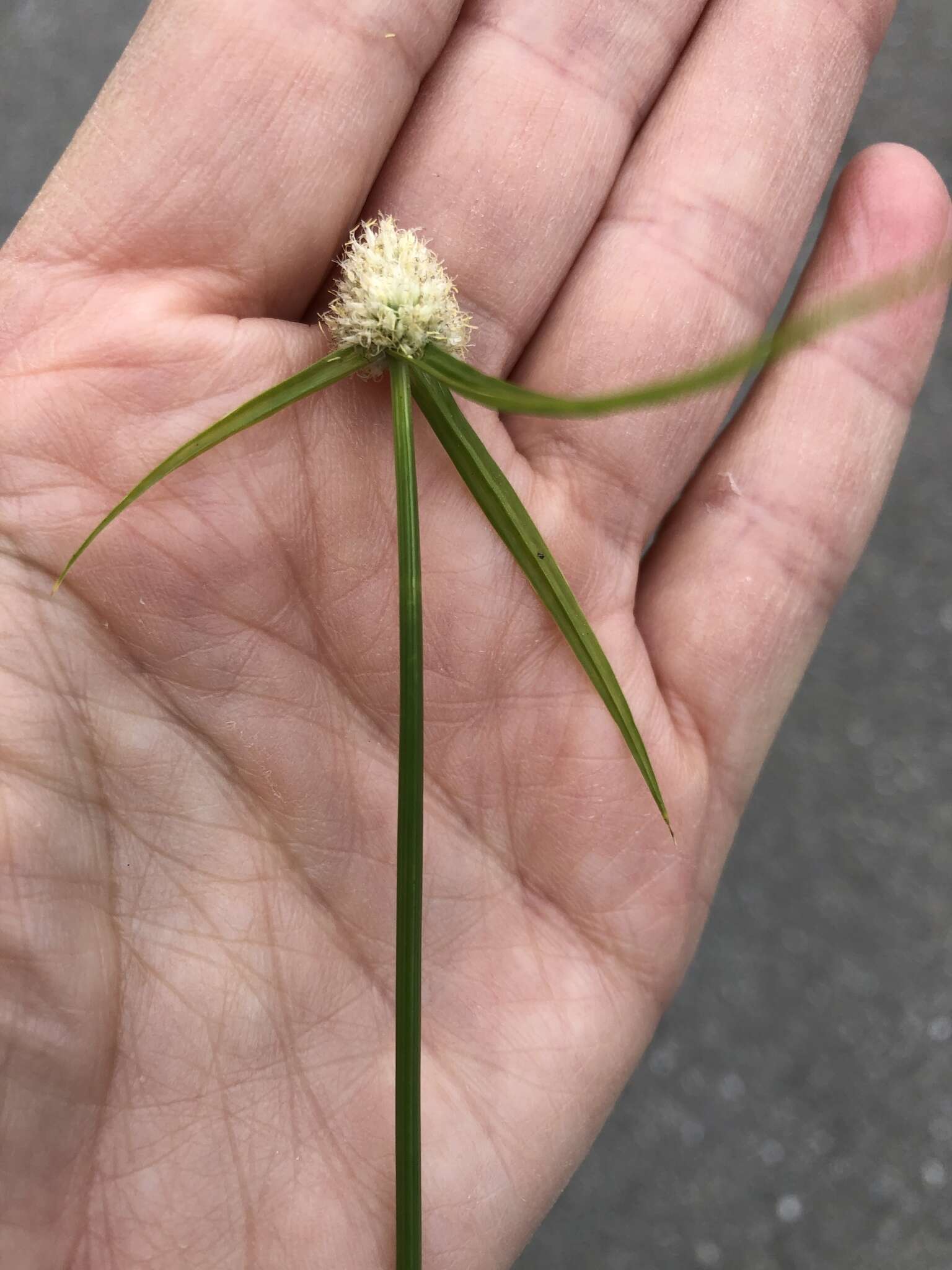 Image de Cyperus richardii Steud.