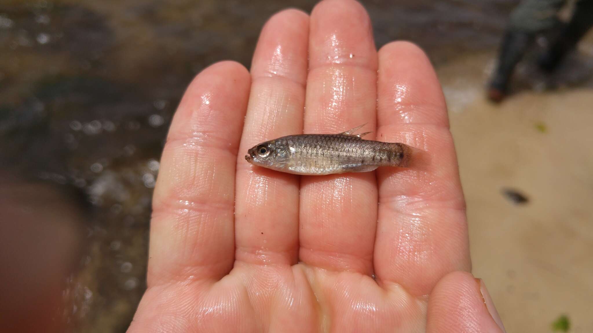 Слика од Aphanius fasciatus (Valenciennes 1821)