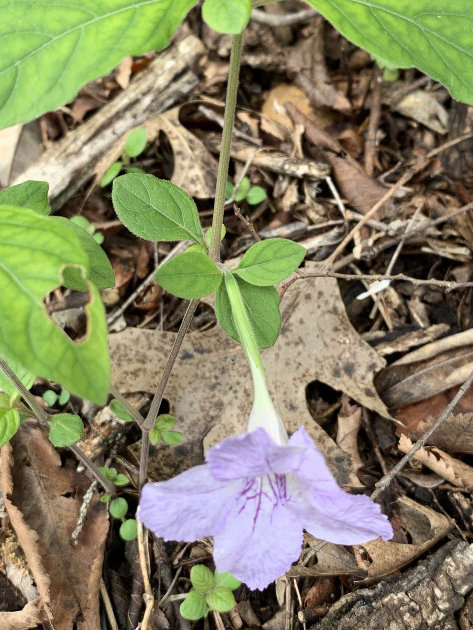 صورة Ruellia purshiana Fern.