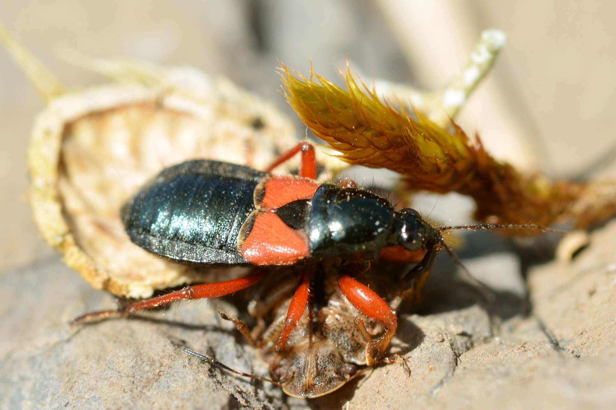 Image of Prostemma guttula guttula